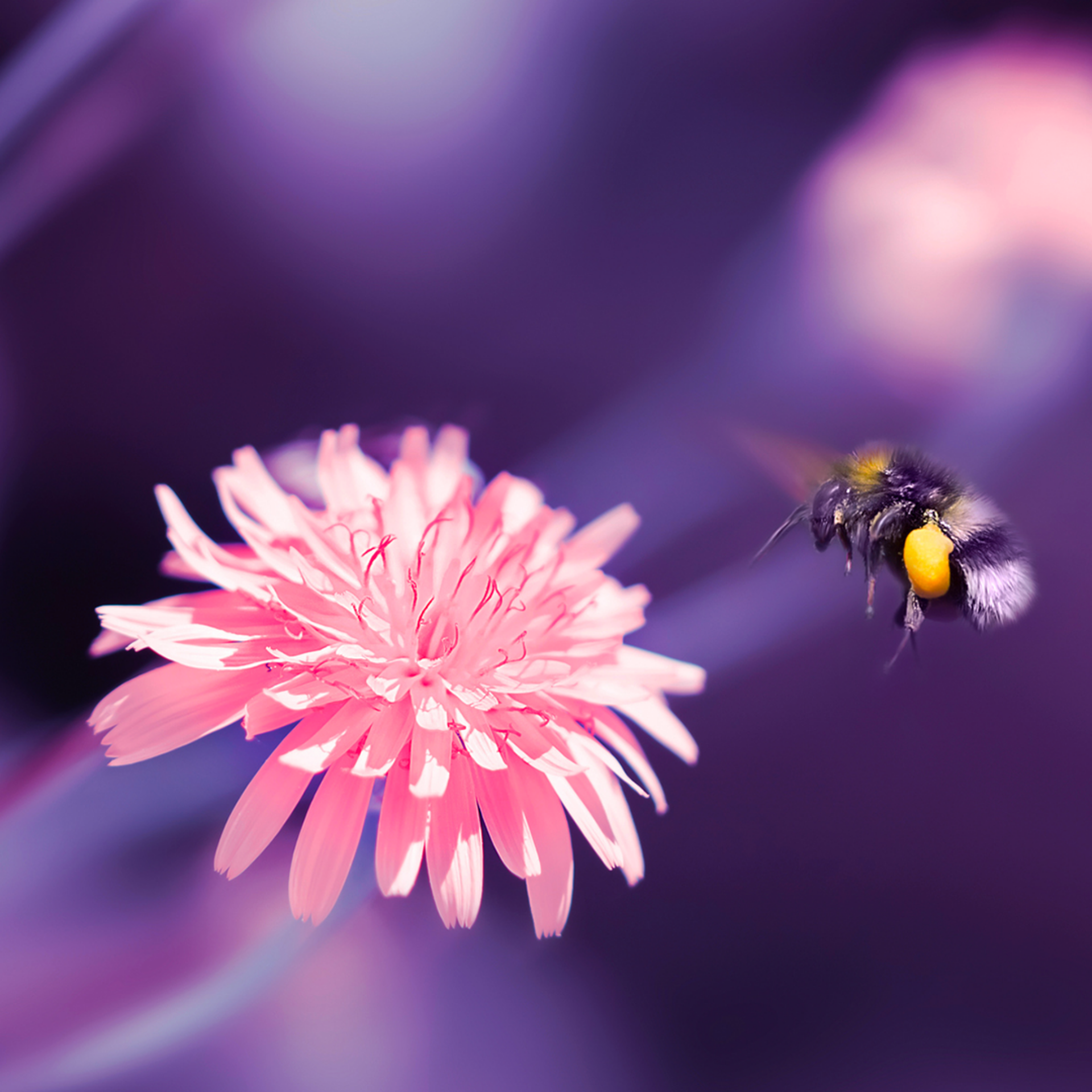 A bee gracefully hovers above a vibrant pink flower, showcasing nature's beauty and pollination in action.